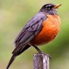 Sample of Robin