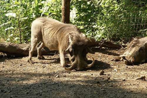 Sample of Warthog