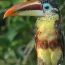 Sample of Curl crested aracuri