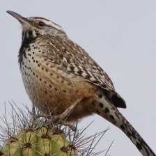 Cactus wren image dataset preview
