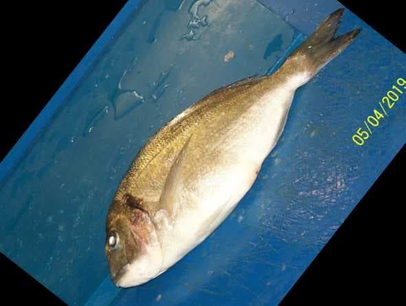 Sample of Gilt head bream