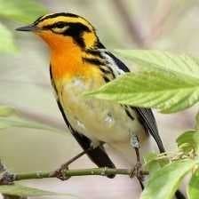 Sample of Blackburniam warbler