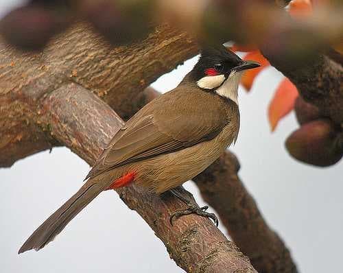 Sample of Bulbul