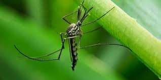 Sample of Mosquito