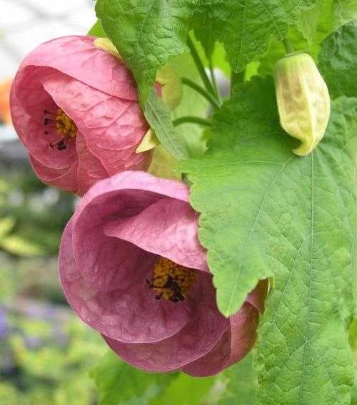Sample of Mallow