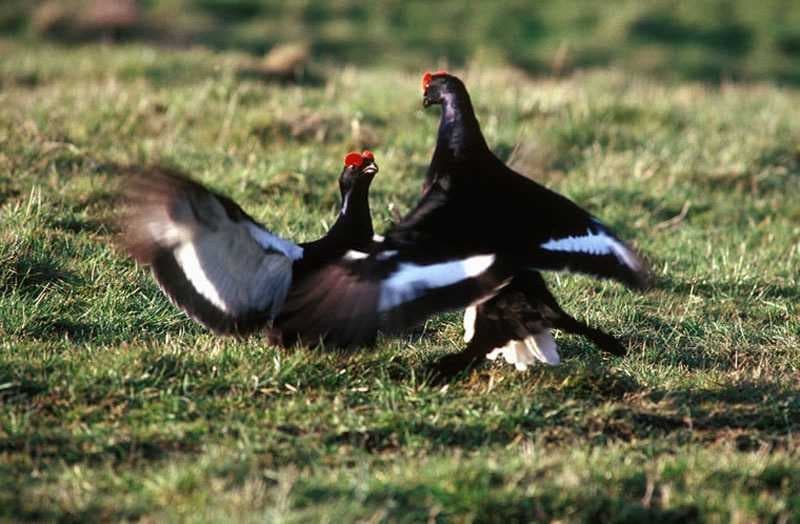 Sample of Black grouse