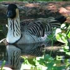 Sample of Hawaiian goose