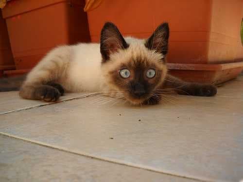 Sample of Siamese