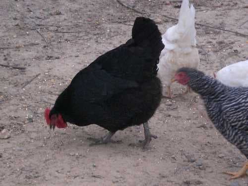 Sample of Hen