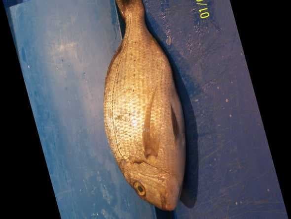Sample of Red sea bream