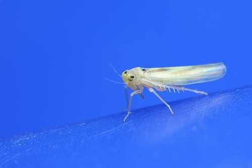 Sample of Leafhopper