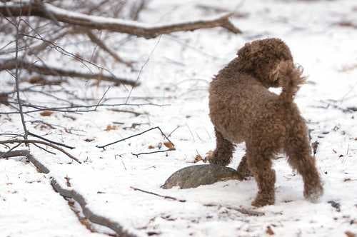 Sample of Miniature poodle
