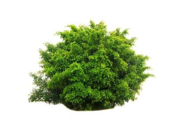Sample of Bush