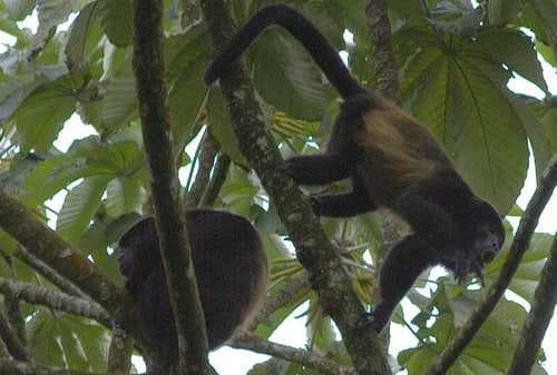 Sample of Howler monkey