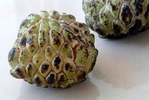 Sample of Custard apple