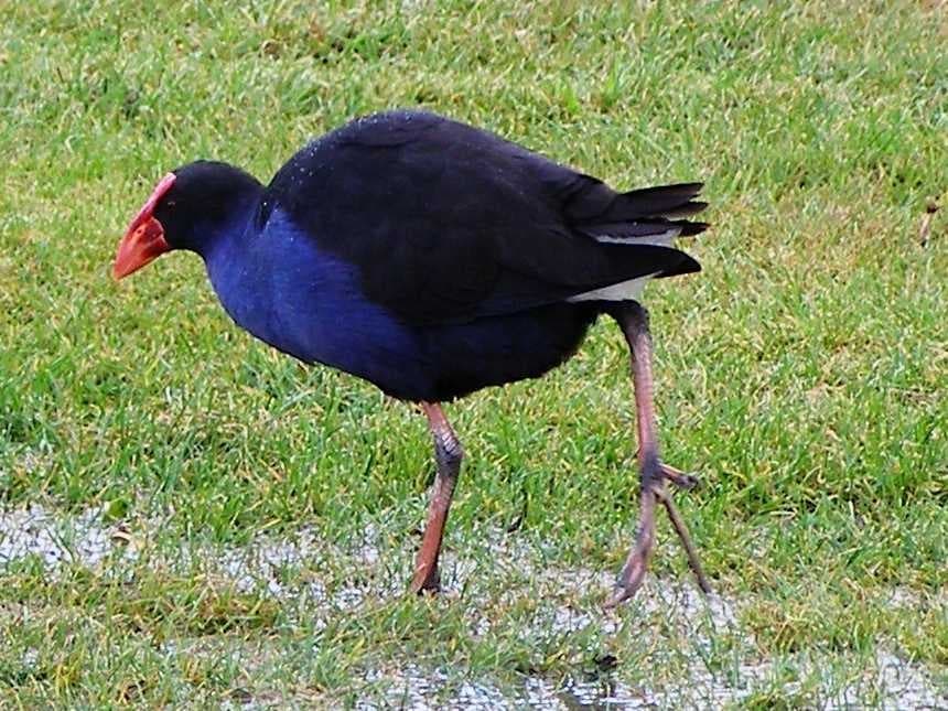 Sample of European gallinule