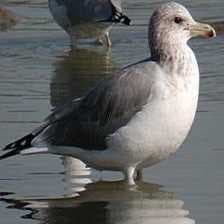 Sample of California gull
