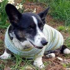 Corgi image dataset preview
