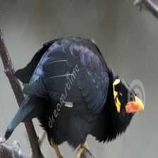 Sample of Enggano myna