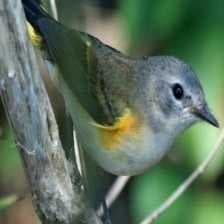 Sample of American redstart
