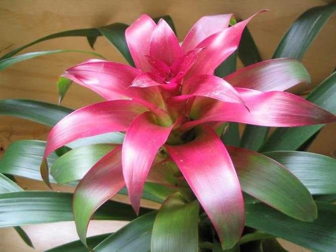 Sample of Bromelia