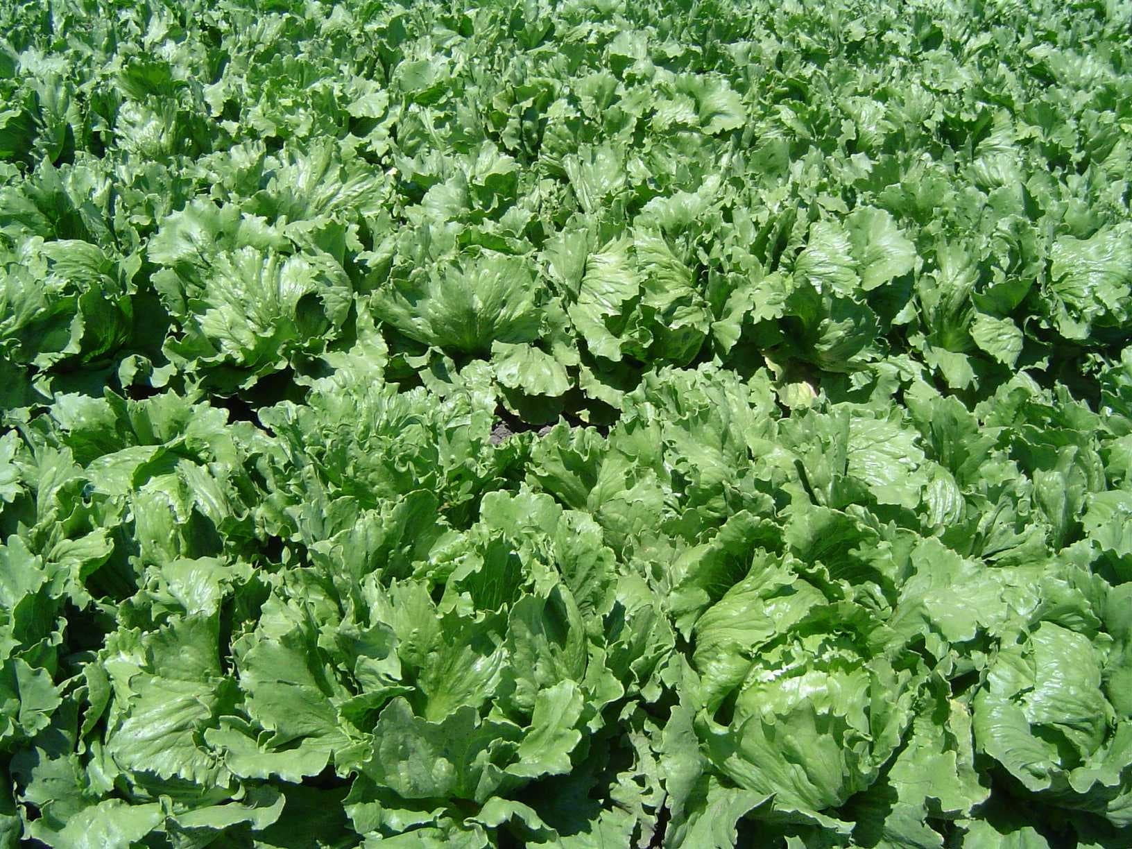 Sample of Lettuce