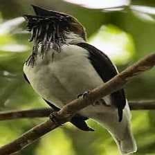 Sample of Bearded bellbird