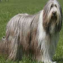 Sample of Bearded collie