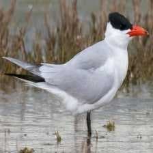 Caspian tern image dataset preview