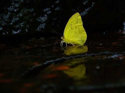 Sample of Sulphur butterfly