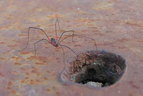 Sample of Harvestman