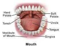 Sample of Mouth