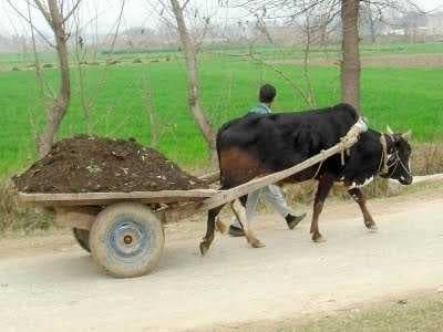 Sample of Oxcart