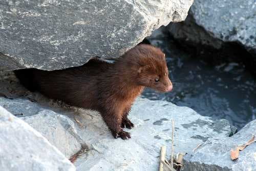 Sample of Mink