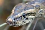 Sample of Rock python