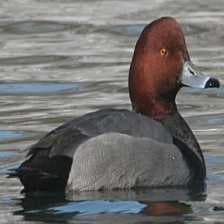 Sample of Red headed duck