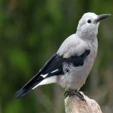 Sample of Clarks nutcracker
