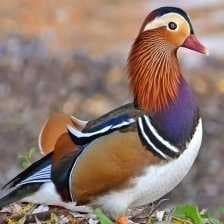Mandrin duck image dataset preview