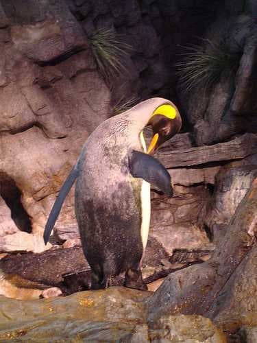 Sample of King penguin