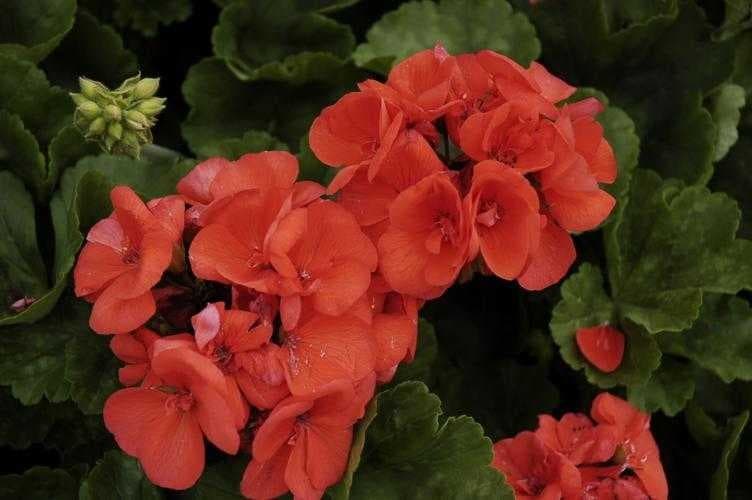 Sample of Geranium