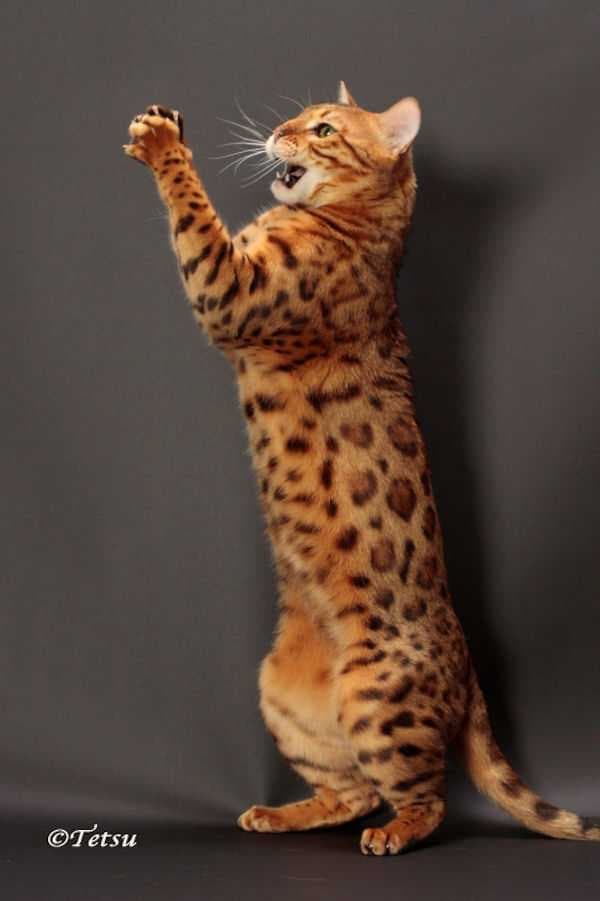 Sample of Bengal