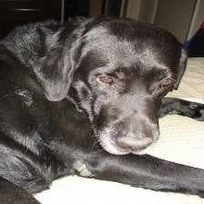 Labrador image dataset preview