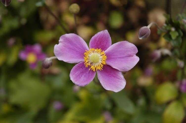 Sample of Japanese anemone
