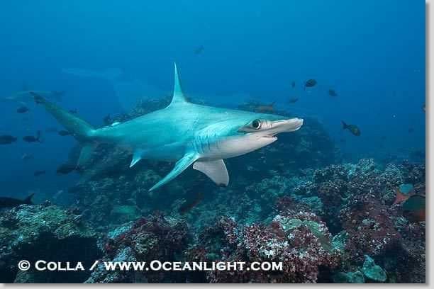 Hammerhead image dataset preview