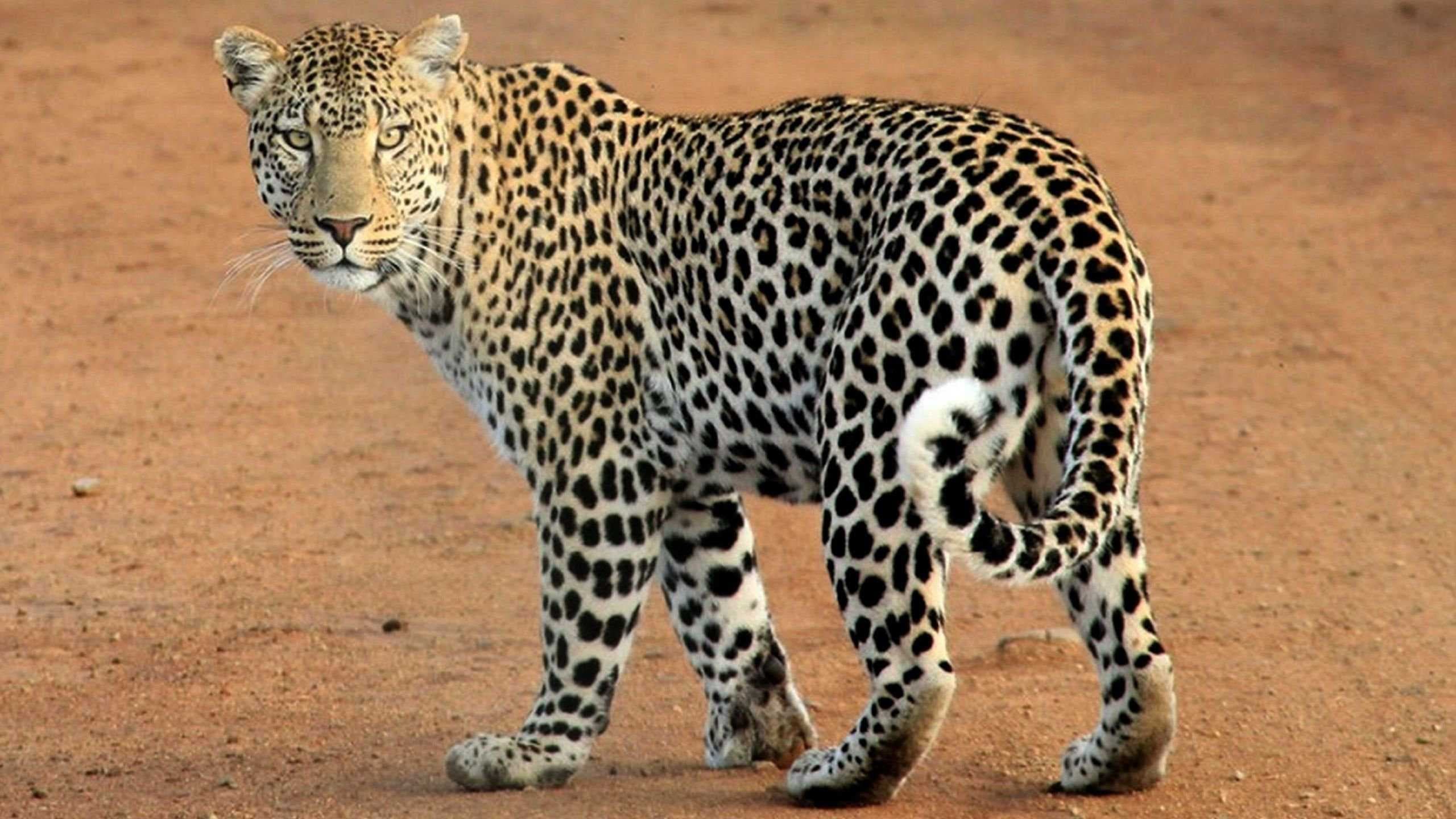 Sample of Leopard