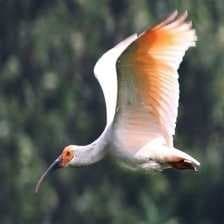 Sample of Asian crested ibis