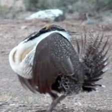 Sample of Greator sage grouse