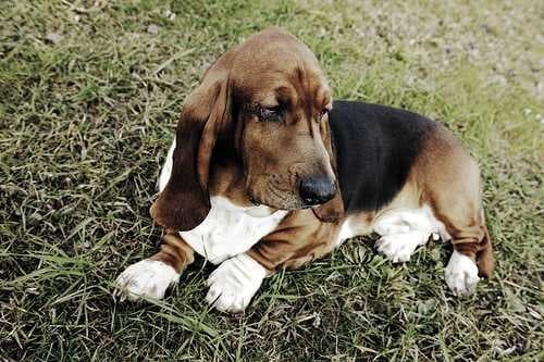 Sample of Basset hound