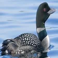 Sample of Common loon