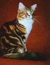 Sample of Maine coon
